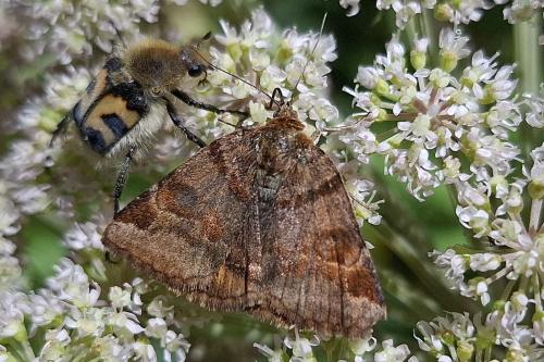 Euclidia glyphica